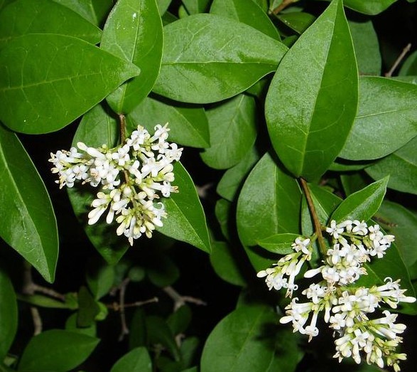 LIGUSTRUM OVALIFOLIUM